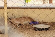 संजय पार्क हिरण मौत घटना अंबिकापुर