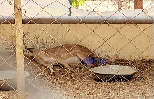 संजय पार्क हिरण मौत घटना अंबिकापुर