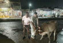 पुरूर थाना पुलिस हाईवे पर मवेशियों को रिफ्लेक्टिव नेक बैंड पहनाते हुए