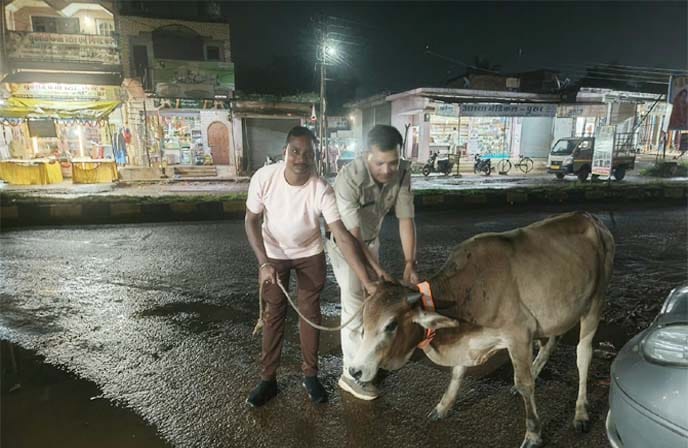 पुरूर थाना पुलिस हाईवे पर मवेशियों को रिफ्लेक्टिव नेक बैंड पहनाते हुए