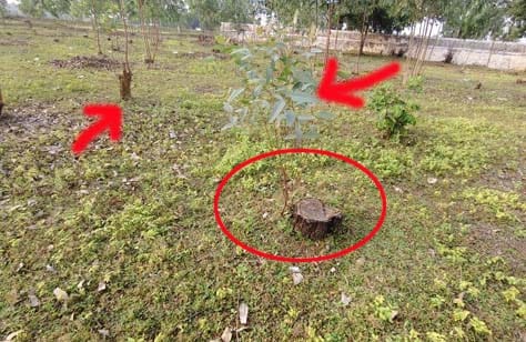 भेजामैदानी में वृक्षारोपण स्थल पर मौजूद नीलगिरी के पुराने ठूंठ और गड्ढे